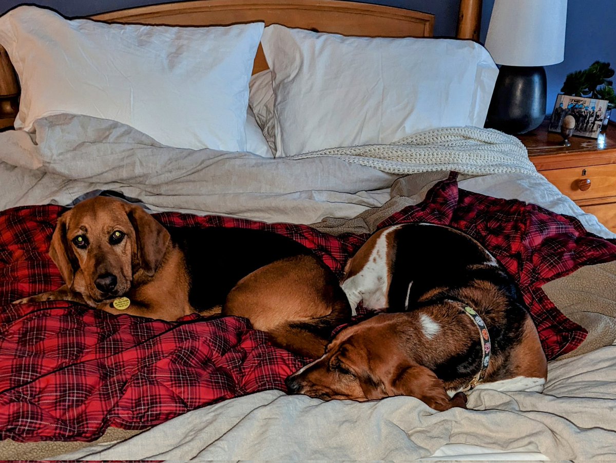 CroftonHounds's tweet photo. Morning? Not yet. I'll be down when I'm ready. #HappyTuesday #LazyBassets https://t.co/odUZOrg0PA