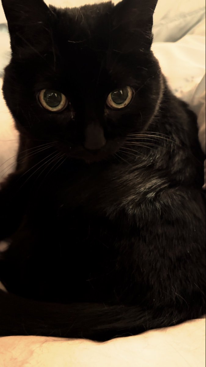 aruchannel0328's tweet photo. ただただ可愛いうちのねこ🐈‍⬛ https://t.co/EnDxzFc9zu