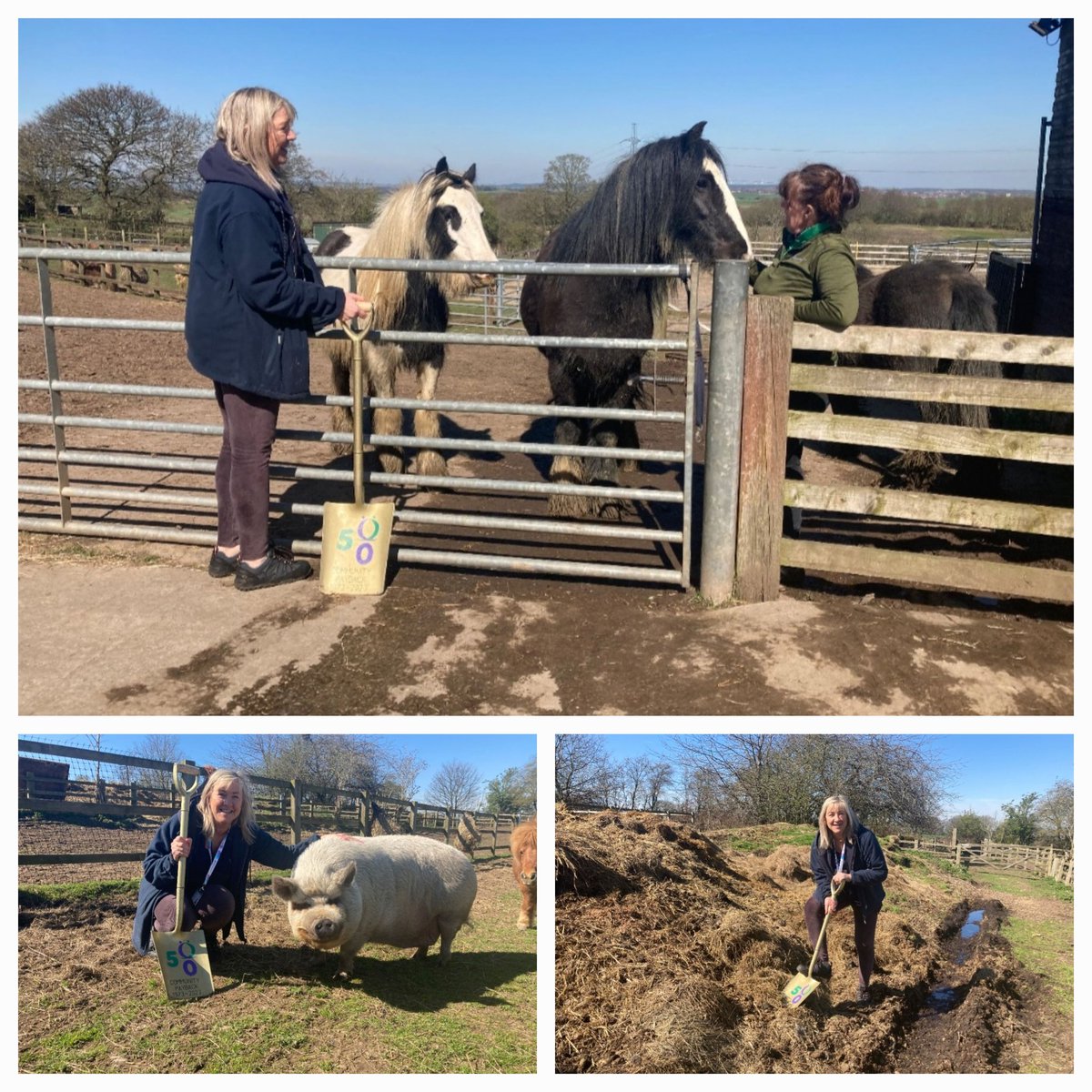StavesGlyn's tweet image. More from Thornberry Animal sanctuary can assure our colleagues in Huddersfield after mucking out with the Golden Shovel it will be cleaned before the hand over 😂
