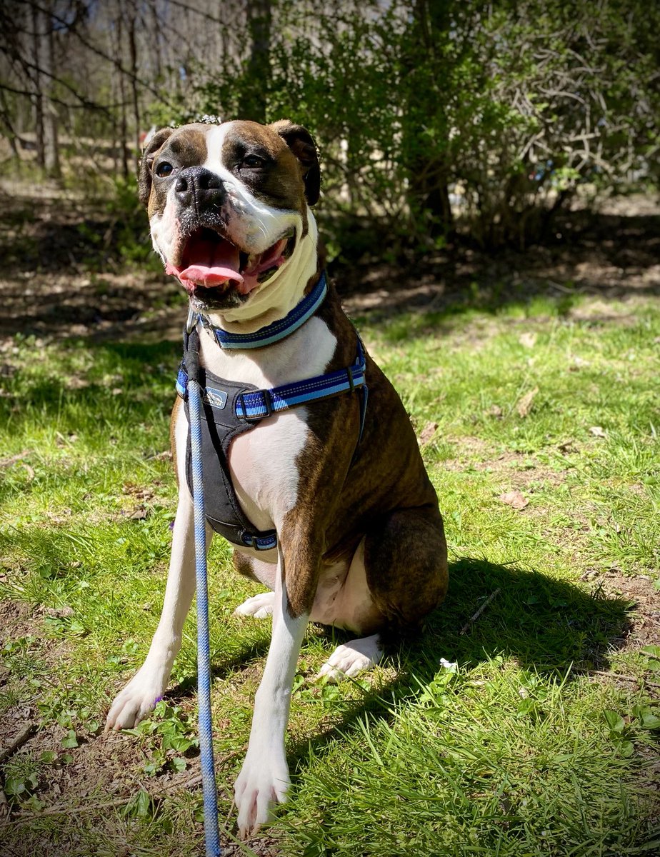waterfallsrus's tweet photo. It’s time for Tongue Out Tuesday 🐶😝 What a wonderful way to enjoy the day ❤️🐾 All the cute fur babies with their TOT pics make us so happy ❤️
#TongueOutTuesday #DogsofTwitter #furbabies #TuesdayRocks #BoxerDog https://t.co/4fpAvYETVq