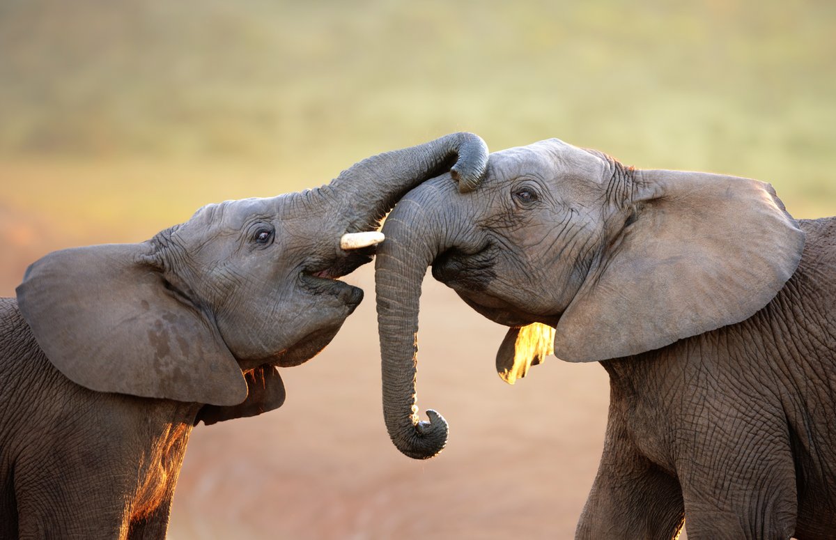 MaxPlanck-Psycholinguistics (@mpi_nl) on Twitter photo A research team led by the Max Planck Institute for Psycholinguistics in Nijmegen argues that elephants—like humans and bonobos—may also be self-domesticated.
To news item: mpi.nl/news/elephants…
<a href="/Limor_Raviv/">Dr. Limor Raviv 🦄🤗🐘🦒</a>
@CCCAnimals @SarahLJacobson1 <a href="/abenitezburraco/">A.Benítez-Burraco</a> <a href="/DevoEvoMed/">Vincent Lynch</a> A research team led by the Max Planck Institute for Psycholinguistics in Nijmegen argues that elephants—like humans and bonobos—may also be self-domesticated.
To news item: mpi.nl/news/elephants…
<a href="/Limor_Raviv/">Dr. Limor Raviv 🦄🤗🐘🦒</a>
@CCCAnimals @SarahLJacobson1 <a href="/abenitezburraco/">A.Benítez-Burraco</a> <a href="/DevoEvoMed/">Vincent Lynch</a>