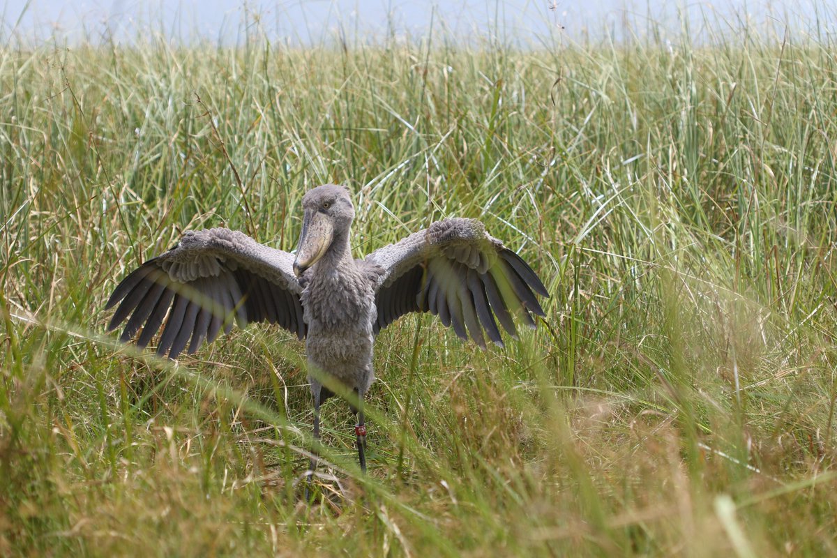 Here’s to another successful release of 2 more captive-raised shoebill chicks into the Bangweulu Wetlands Zambia, bringing the total number to 4 released chicks. Read more about this initiative here: bit.ly/43h5Baf