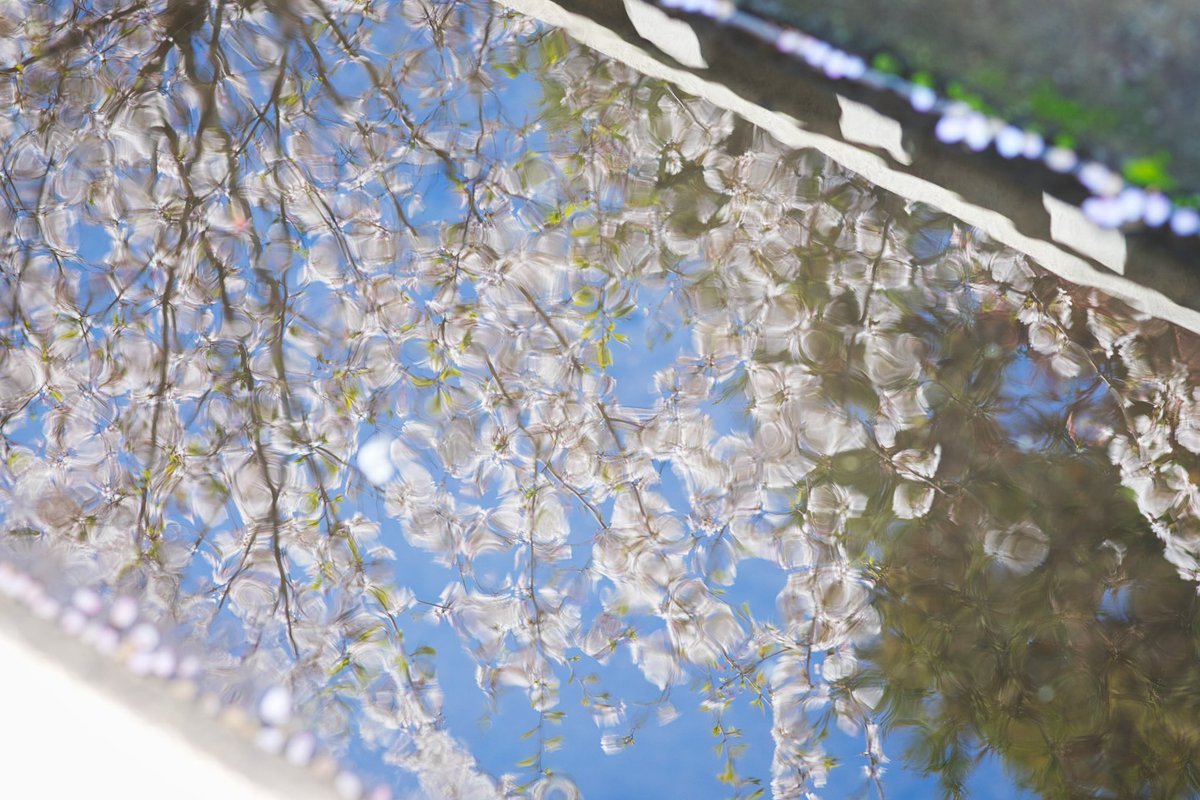 pentoshashin's tweet photo. 桜、下から見るか、上から見るか。
#桜 #桜フォトコンテスト2023 #写真で伝える私の世界 #写真好きな人と繋がりがたい #キリトリセカイ #春 https://t.co/5ib1LucQ06
