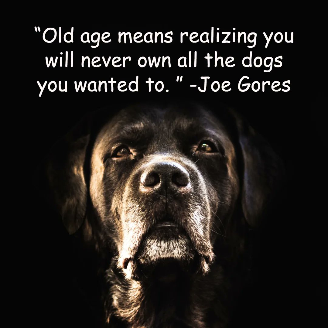 Sheltiebeast's tweet photo. Oh guys. I am there. There just aren't enough years to own all the dogs. What dogs do you wish you could own but probably never will? #senior #olddogs #geriatrics #dogs #dogsofinstagram https://t.co/VbWYt0c6ls