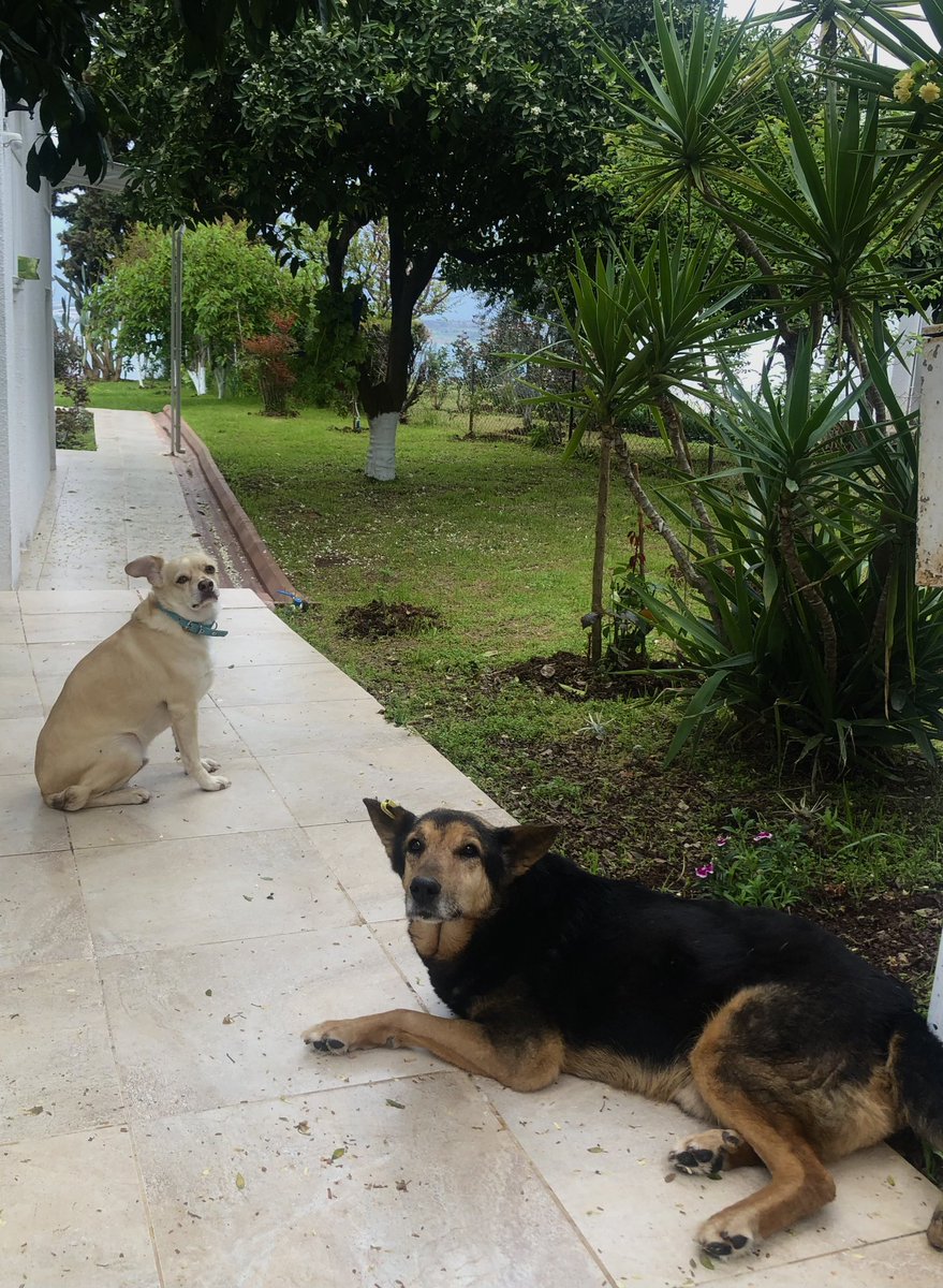 En çok senin Dünya Sokak Hayvanları Günün kutlu olsun 
🫶🏼 küçük oğlum Garibo 🫶🏼