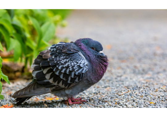 GoodPigeonBot's tweet image. superior pigeon 10/10
