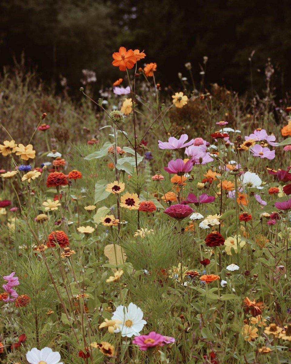 TulipLotusGaia's tweet photo. Where the wildflowers are!
🌻🌸🌻🌸🌻🌸🌻🌸🌻 https://t.co/eEcOUsapFs