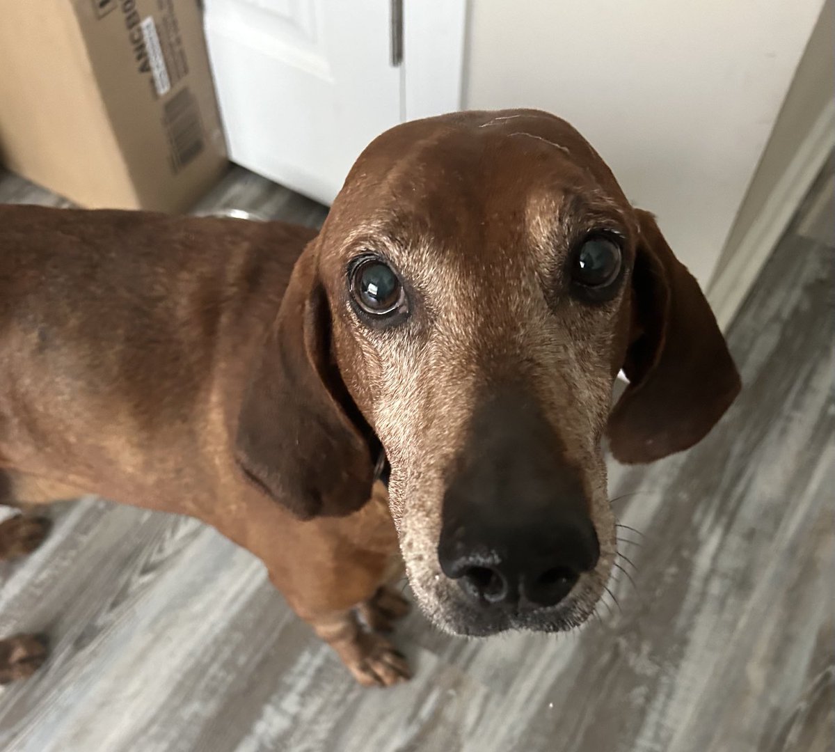 Lola Patolla tweet media