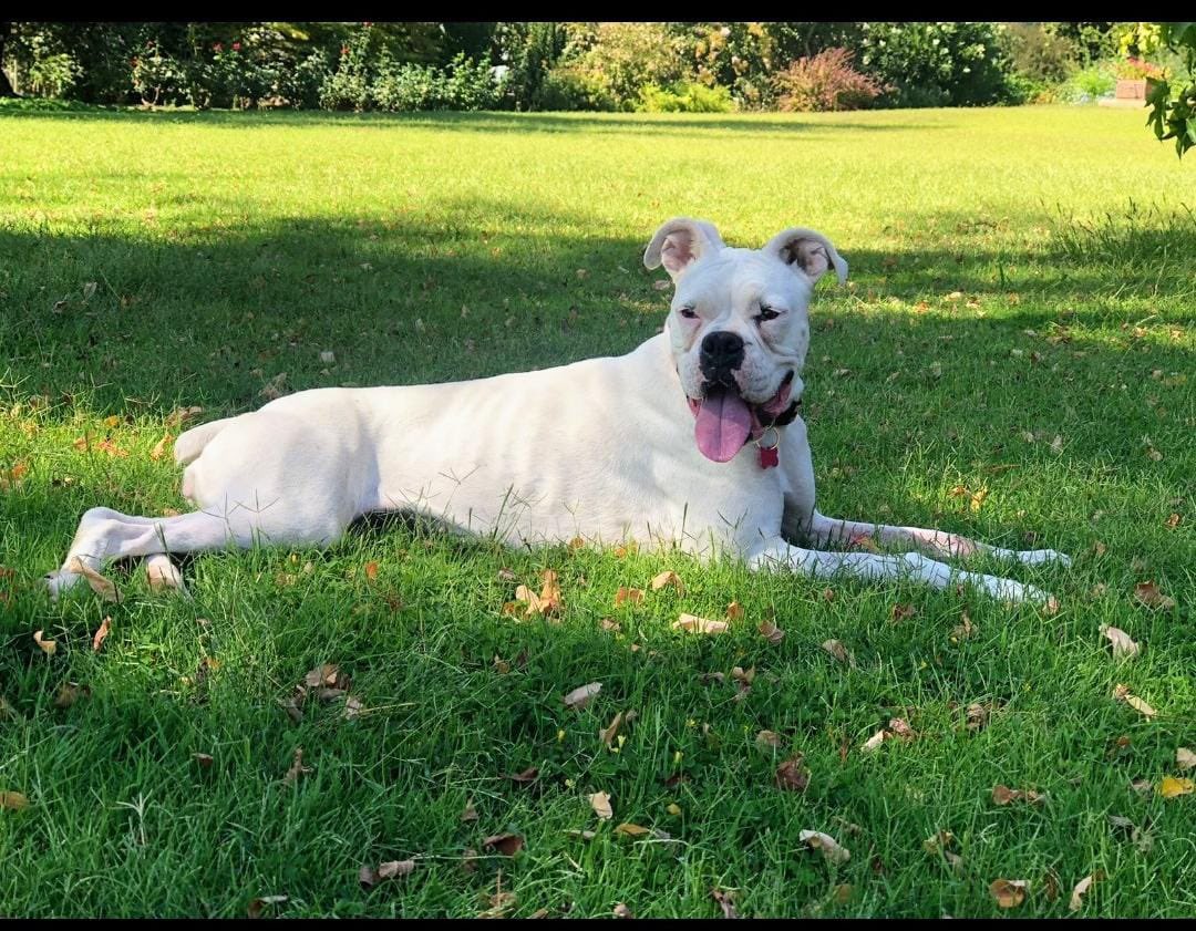 carolinapinoc's tweet photo. Esta maravillosa boxer albina en #Adopcion 11 meses esterilizada y vacunada, Stgo. Whatsaap +56966093091 RT xfa https://t.co/Lg5CIUY4EG