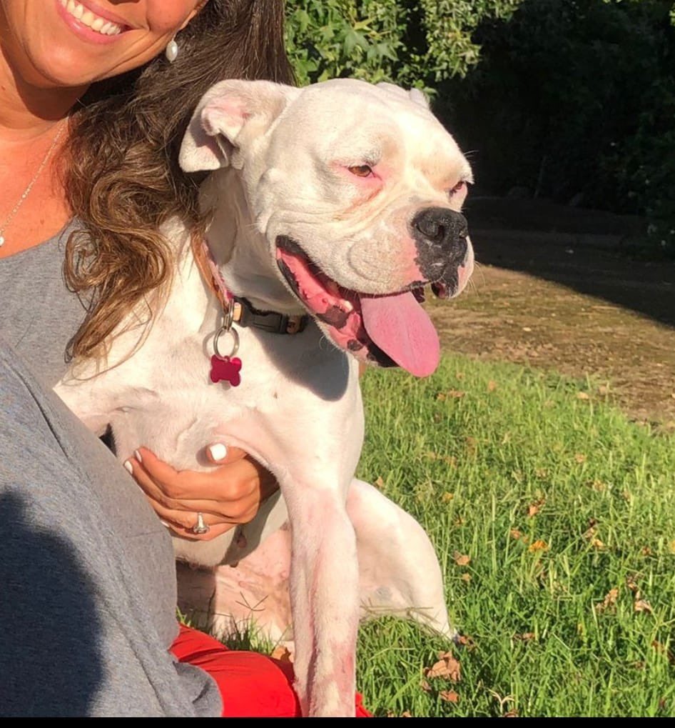 carolinapinoc's tweet photo. Esta maravillosa boxer albina en #Adopcion 11 meses esterilizada y vacunada, Stgo. Whatsaap +56966093091 RT xfa https://t.co/Lg5CIUY4EG