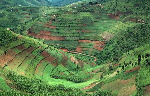 Maru_foundation's tweet photo. Such farming practices on small hills, Agroforestry becomes best applicable for the conservative of soil, while promoting ecosystems and biodiversity.
#ClimateSmartPractices #EcologicalRestoration
@CJOlusoga @LushLtd @Sdg13Un @now_ecology @worldgreendlp @minaguli @maritxulanda https://t.co/zZ8xHXHRYW