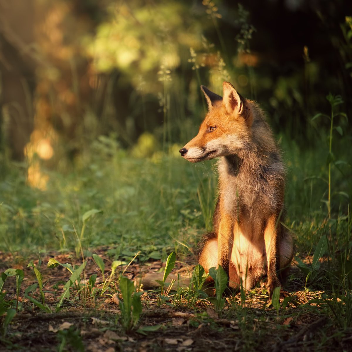 Is jouw certificaat voor de 𝗪𝗲𝘁 𝗻𝗮𝘁𝘂𝘂𝗿𝗯𝗲𝘀𝗰𝗵𝗲𝗿𝗺𝗶𝗻𝗴 𝗴𝗿𝗼𝗲𝗻𝘀𝗽𝗲𝗰𝗶𝗮𝗹𝗶𝘀𝘁𝗲𝗻 𝗻𝗶𝘃𝗲𝗮𝘂 𝟮 bijna verlopen? 🦊

Neem dan deel aan de hercertificering op 16 mei 2023: bit.ly/3l9o8mY