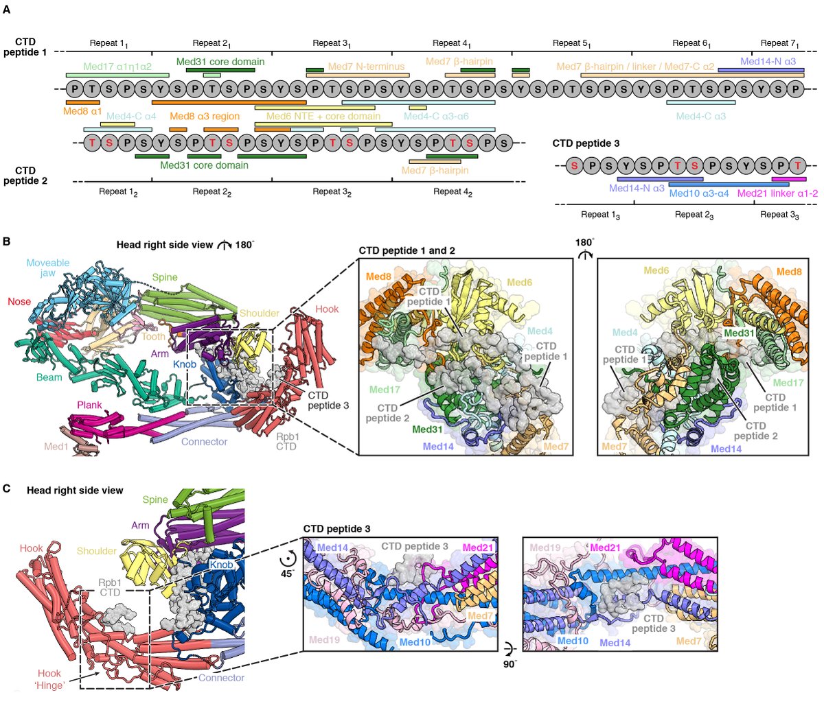 mpgpresident's tweet photo. High-resolution structure of  yeast Pol II PIC-Mediator complex reveals ~half of the C-terminal domain (#CTD). Great effort by @S_Schilb @HaiboWang36 @c_dienemann 
https://t.co/LLyz46ehkq https://t.co/0b41vs9zCq
