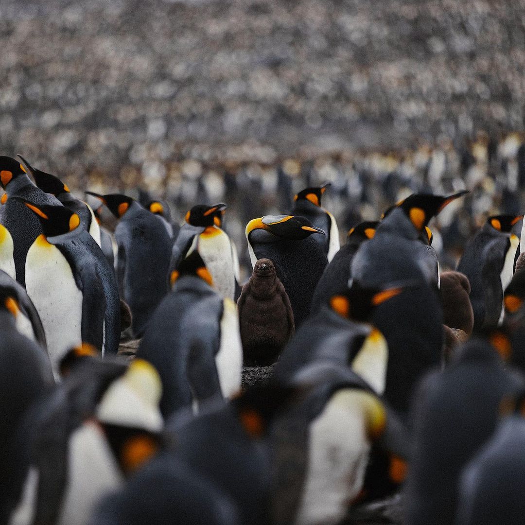_penguin_lovers's tweet photo. Caption this Photo 📷
#penguin #penguinsiblings https://t.co/T3Ak1fk19d