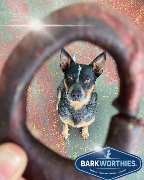 @InlandVetSupply says, "Cowboy’s favorite treats have got to be Barkworthies paws down🐾💙 so many different kinds to choose from! Come snag some for your fur baby!" 

#Chewsday #ChewStory #InlandVetSupply