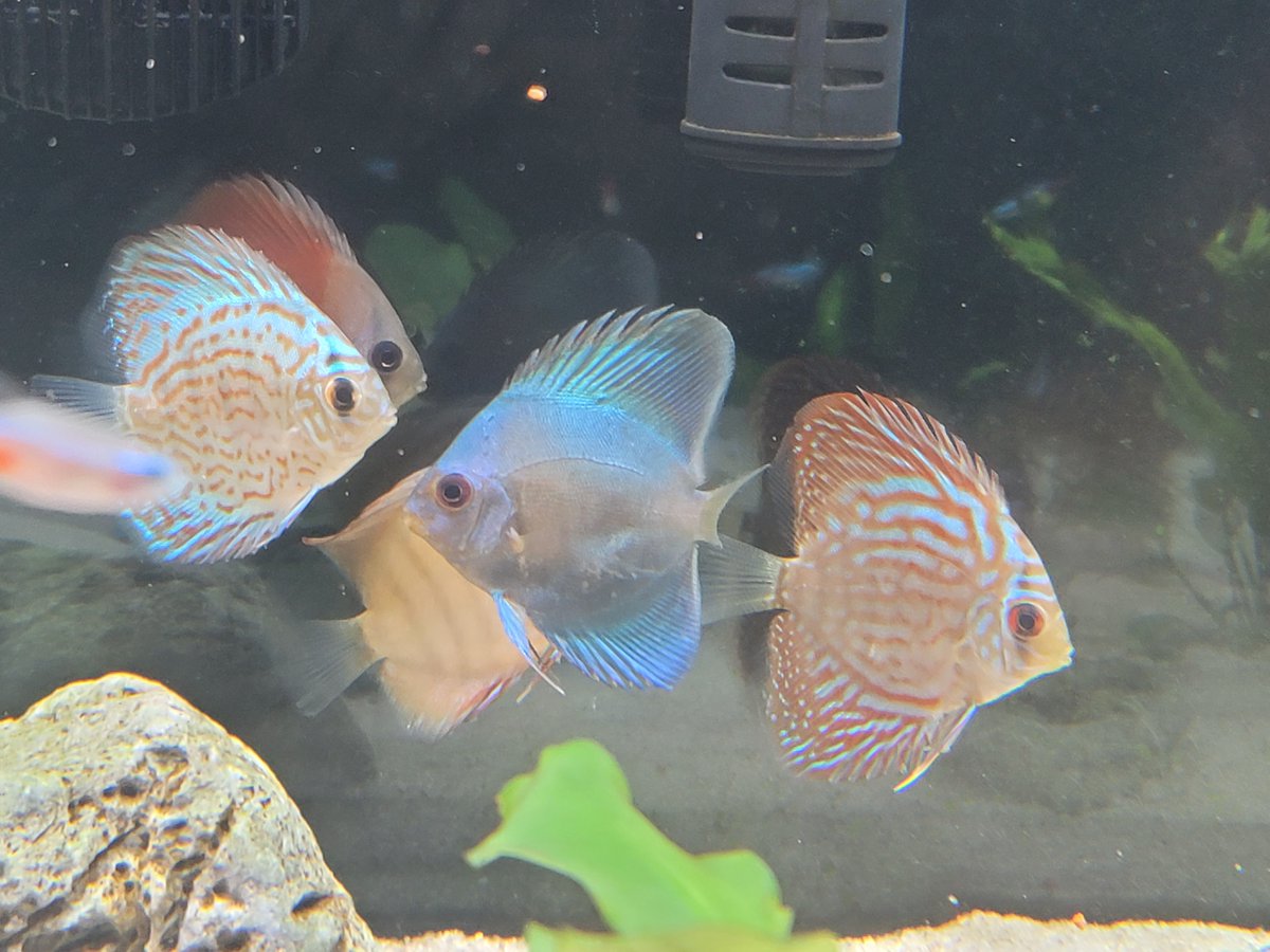 HellfishTV's tweet photo. The discus finally arrived! 🐠 https://t.co/UJLG859MDF