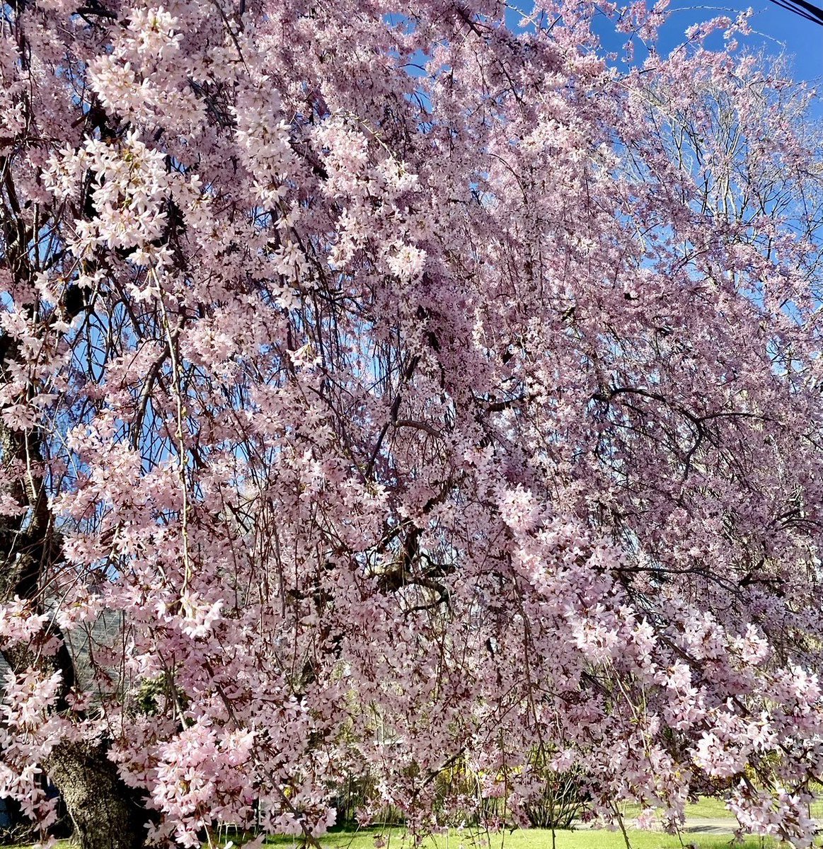 🔥 Lana Jove Astrology 🔥 tweet media