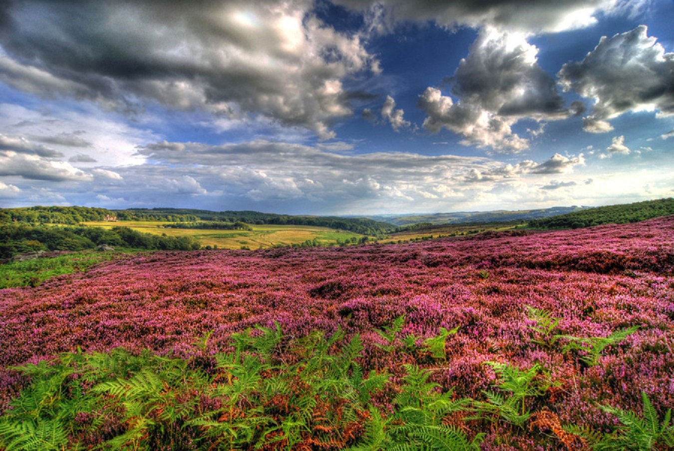 Moor