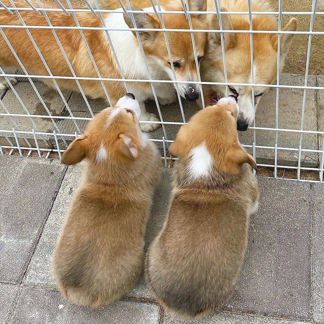 How cute 🥰🥰
#corgi #corgilovers