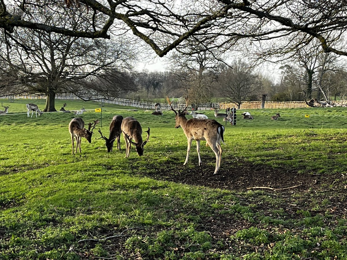 MsSinjal's tweet photo. Taking the boys for looooong walk. Say hi to Proxy&Melvin and the deers after loooong time 😍😍😍😍#welcomingspring https://t.co/SCdMcRuDxb