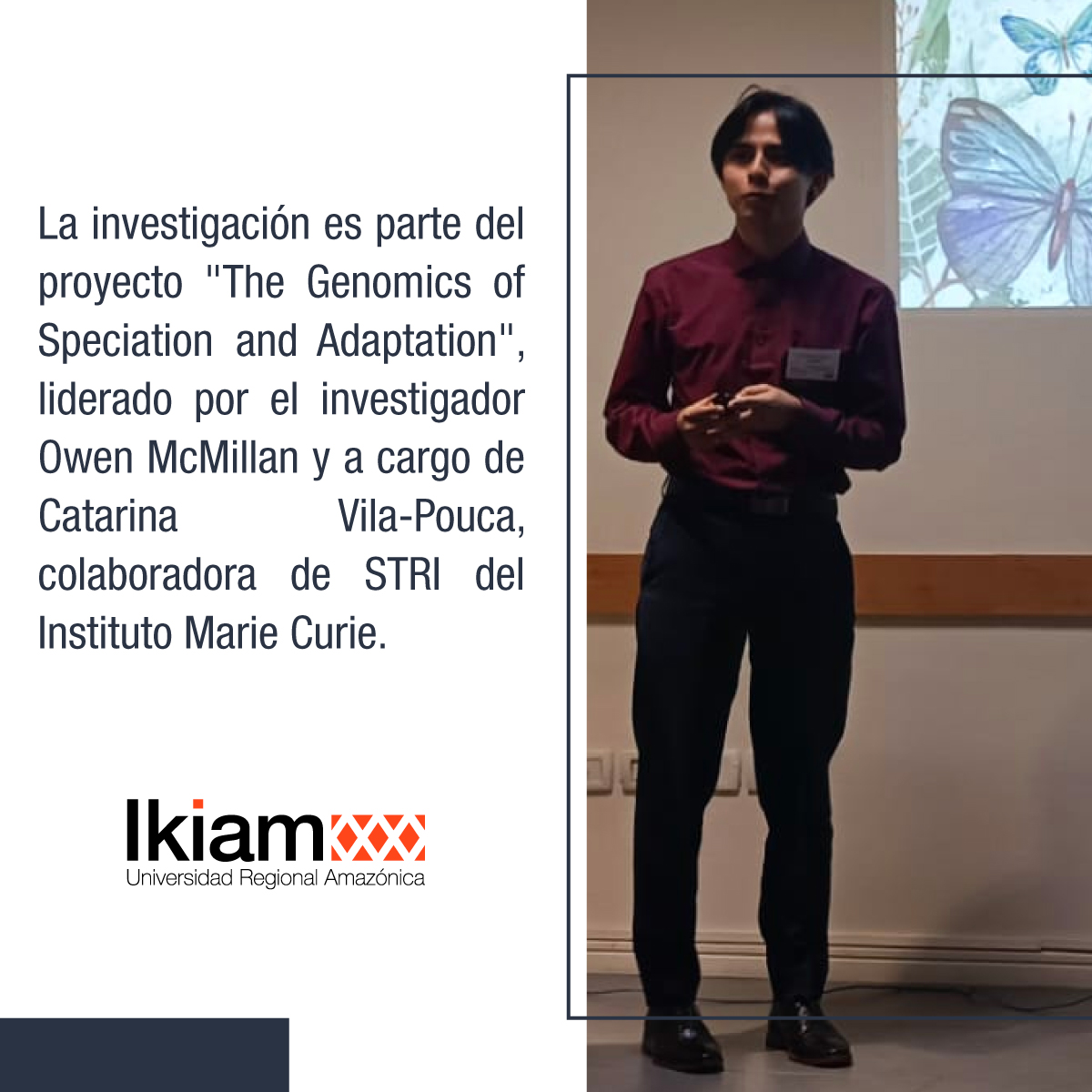 Leo Camino, ingeniero en Biotecnología de Ikiam, está realizando una pasantía en <a href="/stri_panama/">Smithsonian Panama</a>, se encuentra investigando la conducta de apareamiento de las mariposas Heliconius numata y cómo el mosaico de sus alas afecta ese comportamiento.
#biotecnologia #investigacion #mariposa