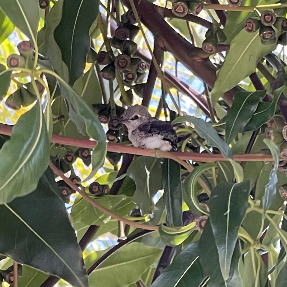 The biggest news of the day… the baby hummingbird came out of the nest!