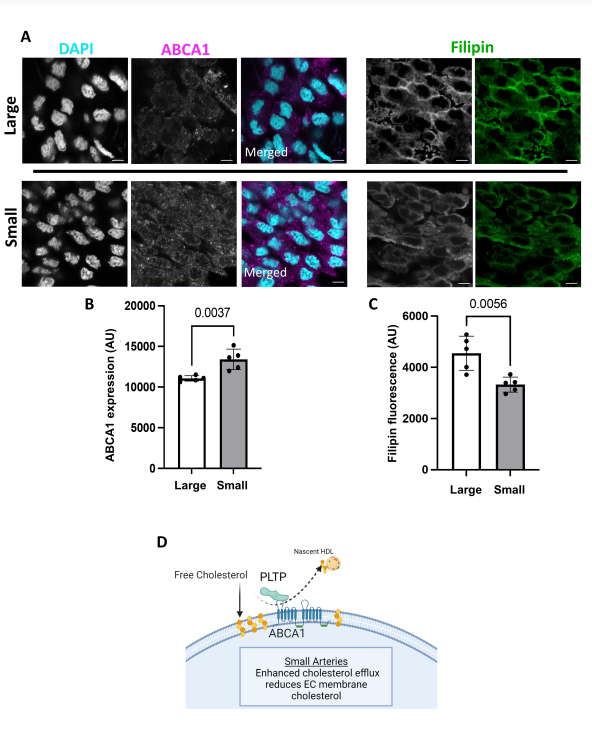 📢#PhysiologicalG's featured article this month goes to "Single-Cell Transcriptomic #Heterogeneity Between Conduit and Resistance #Mesenteric Arteries in Rats" by Jay S. Naik et al.

🖱ow.ly/8jKm50NzRr4

#single-cellRNAseq #endothelial #SmoothMuscle

Fig 10👇