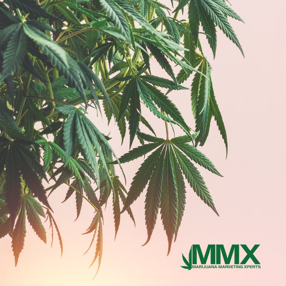 MMXpert's tweet photo. “Knowing how cannabis marketing works is a fundamental strategy for any brand that wants to belong and stay in this industry.” 

https://t.co/uX5pSDjmcu https://t.co/URkJjvhIQu