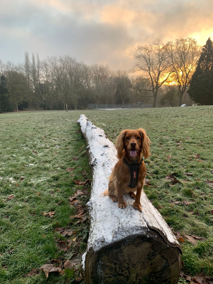ajwilliams1991's tweet photo. Three years into owning a cocker spaniel and this thread perfectly captures the joyous chaos of being responsible for the little bastard. https://t.co/0kjI7WQH0A