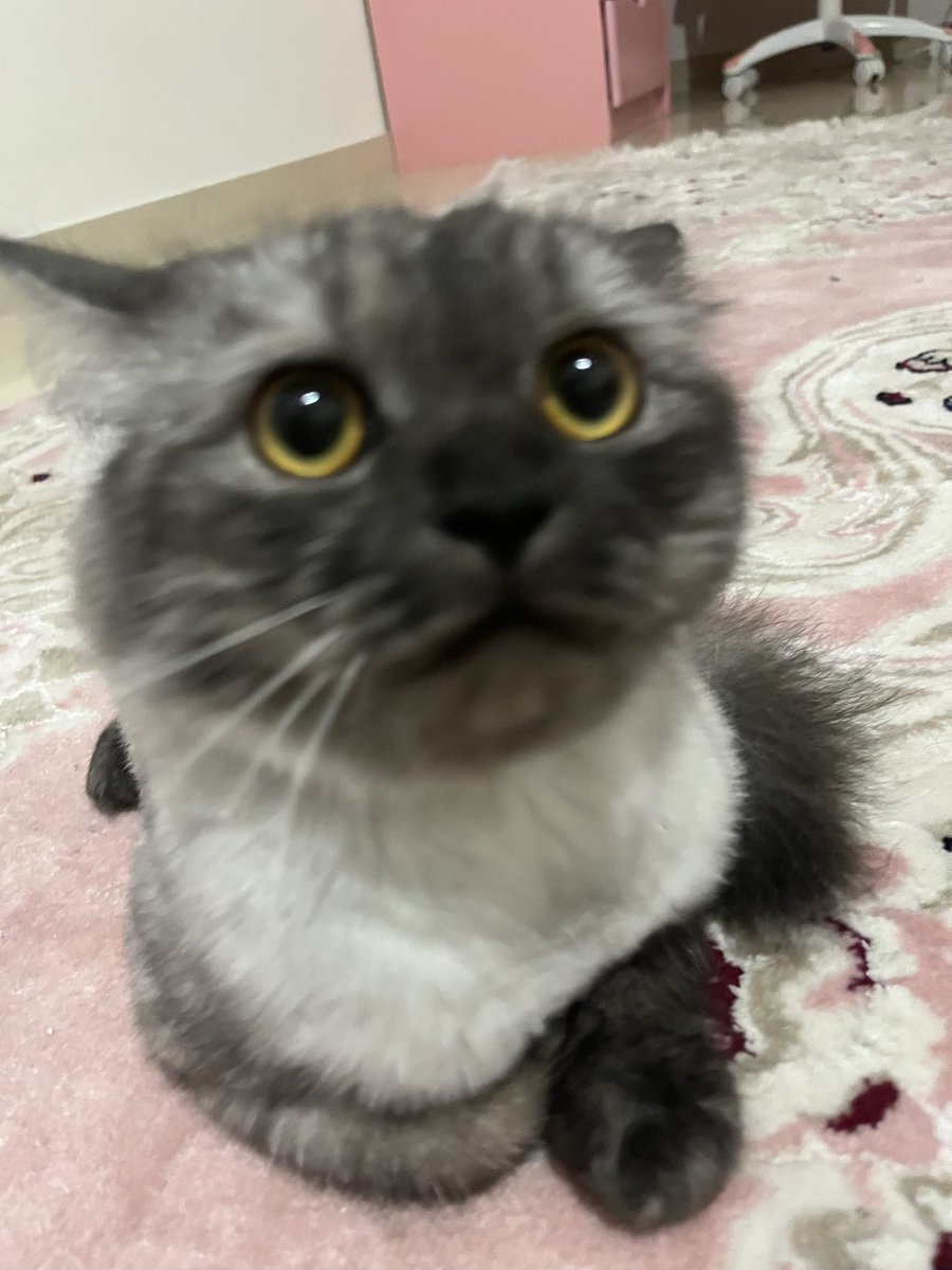 stupidebo's tweet photo. hai 🌸 https://t.co/giz1eUDRFi