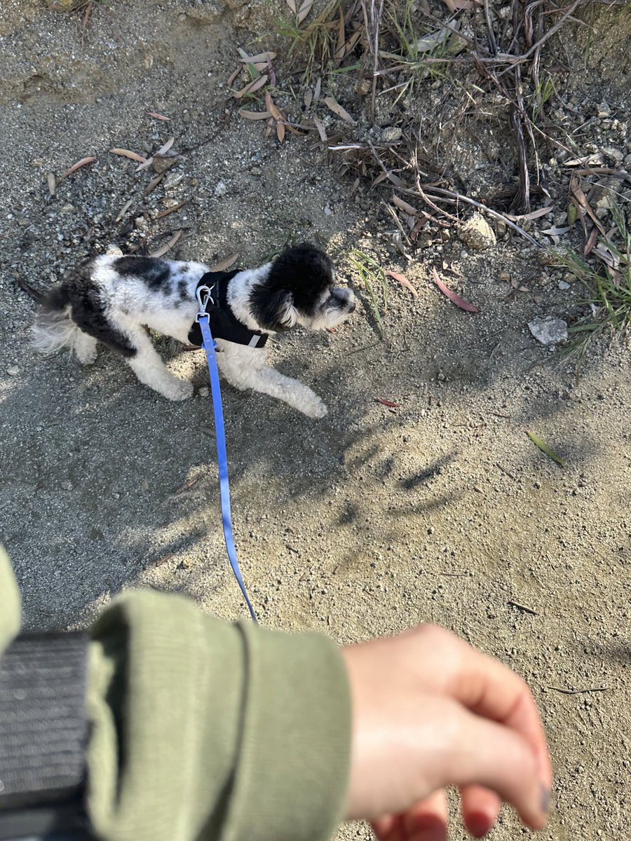 10/10 pup 

6/10 hiking partner