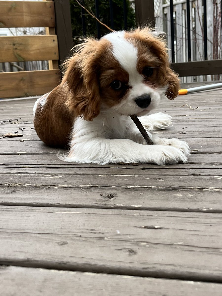 LMalloy's tweet image. Someone is really enjoying it warming up around here #Canadianspring