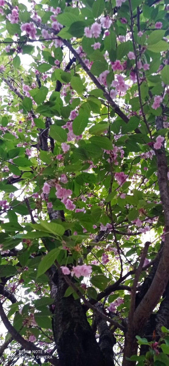 Taşeronİçin BaharGelecek   
Elbette