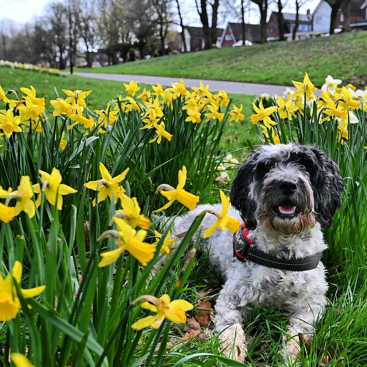 @thedoghouse_tv Dylan in the daffodils #thedoghouse