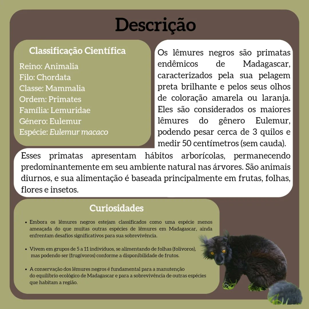 biodex_l's tweet photo. Lêmure-Negro (Eulemur macaco)

▪️No universo Pokémon, este organismo seria do tipo: Normal 🟡| Sombrio ⚫

#biologia #natureza #ciencia #bio #meioambiente #ecologia #biodiversidade #zoologia #botanica #animais #biologo #pokemon #anime #animalia #eulemurmacaco https://t.co/Ekj5XV5Gip
