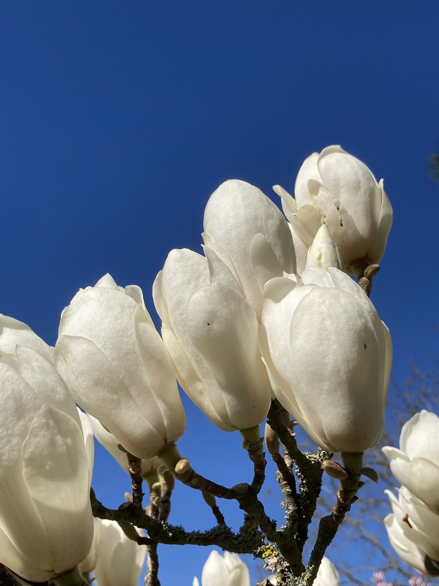 Magnolia in the Spring Sunshine