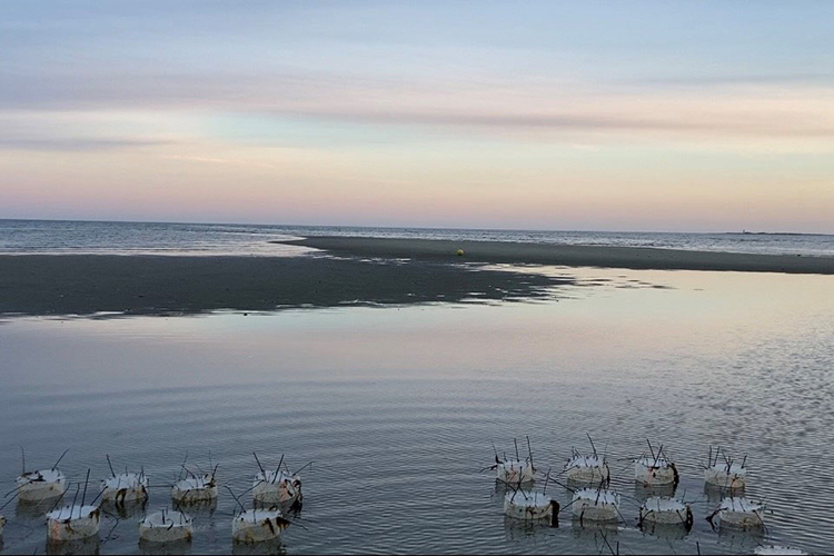 NOAAFish_NEFSC's tweet photo. Scientists at our Milford Lab continue to study the effects of ocean acidification on surfclams. Here are some of the things they’ve learned so far from their transplant experiment on Cape Cod MA: https://t.co/SJIIXbqLVp. https://t.co/SPO79I9qfh