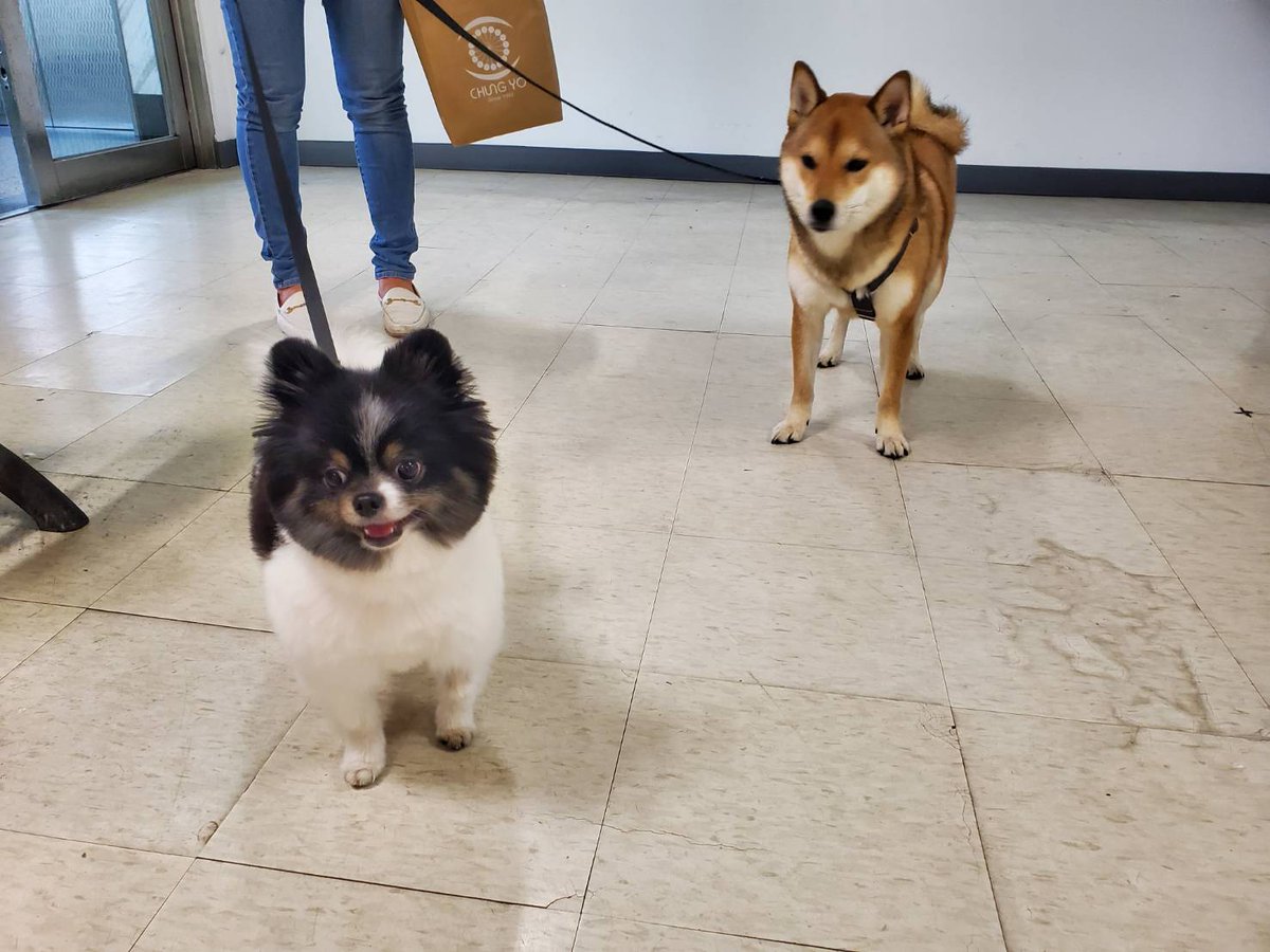 jetfastpet's tweet photo. Shiba dog "Kenzo" and Pomeranian "Paco" has arrived UK from Taiwan.

#pettaiwantounitedkingdom #JETFASTPET #dogs #cats #internationaltravel #petexport #petimport #petrelocation #pettravel #petshipping #petshipper #pettransporter #RNATT https://t.co/bjo3YdQfLO