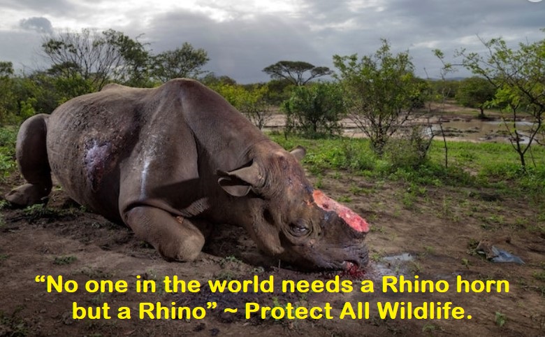 #ThoughtForTheDay from @RickyGervais.

"Fuck poachers, and fuck the people who pay them. If you think a Rhino horn is medicine you are a stupid cunt!"