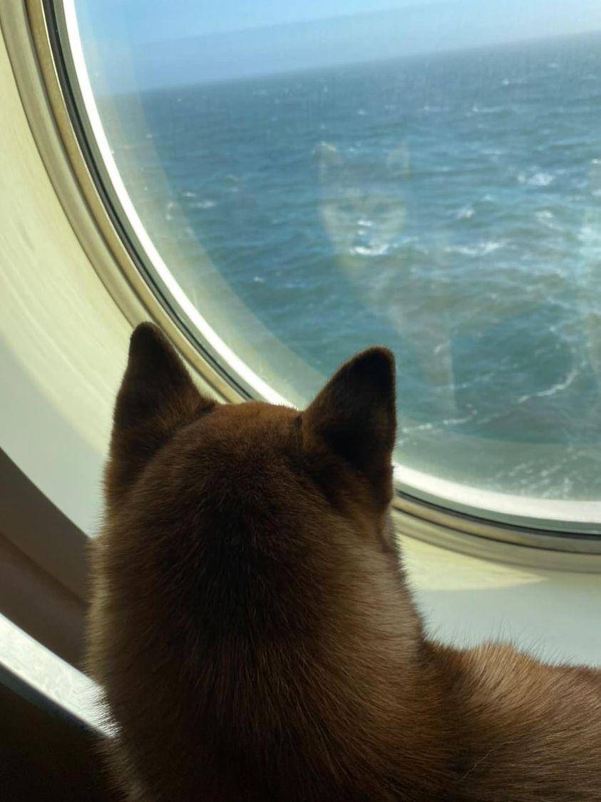jetfastpet's tweet photo. Shiba dog "Kenzo" and Pomeranian "Paco" has arrived UK from Taiwan.

#pettaiwantounitedkingdom #JETFASTPET #dogs #cats #internationaltravel #petexport #petimport #petrelocation #pettravel #petshipping #petshipper #pettransporter #RNATT https://t.co/bjo3YdQfLO