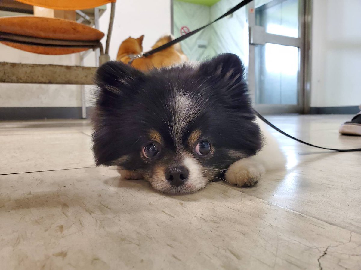 jetfastpet's tweet photo. Shiba dog "Kenzo" and Pomeranian "Paco" has arrived UK from Taiwan.

#pettaiwantounitedkingdom #JETFASTPET #dogs #cats #internationaltravel #petexport #petimport #petrelocation #pettravel #petshipping #petshipper #pettransporter #RNATT https://t.co/bjo3YdQfLO