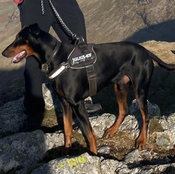 millypod1's tweet photo. 🆘2 APR 2023 #Lost ROCCO #ScanMe #Tagged
Black Tan Doberman Male
Crinkle Crags heading towards Three Shire Stones he ran off nearly opposite Red Tarn heading South #BroughtonInFurness #LA20
#LakeDistrict County #Cumbria
SIGHTINGS ☎️07805466374 &amp; Dog Warden
https://t.co/8nmM1wKRci https://t.co/buETvwzVMb