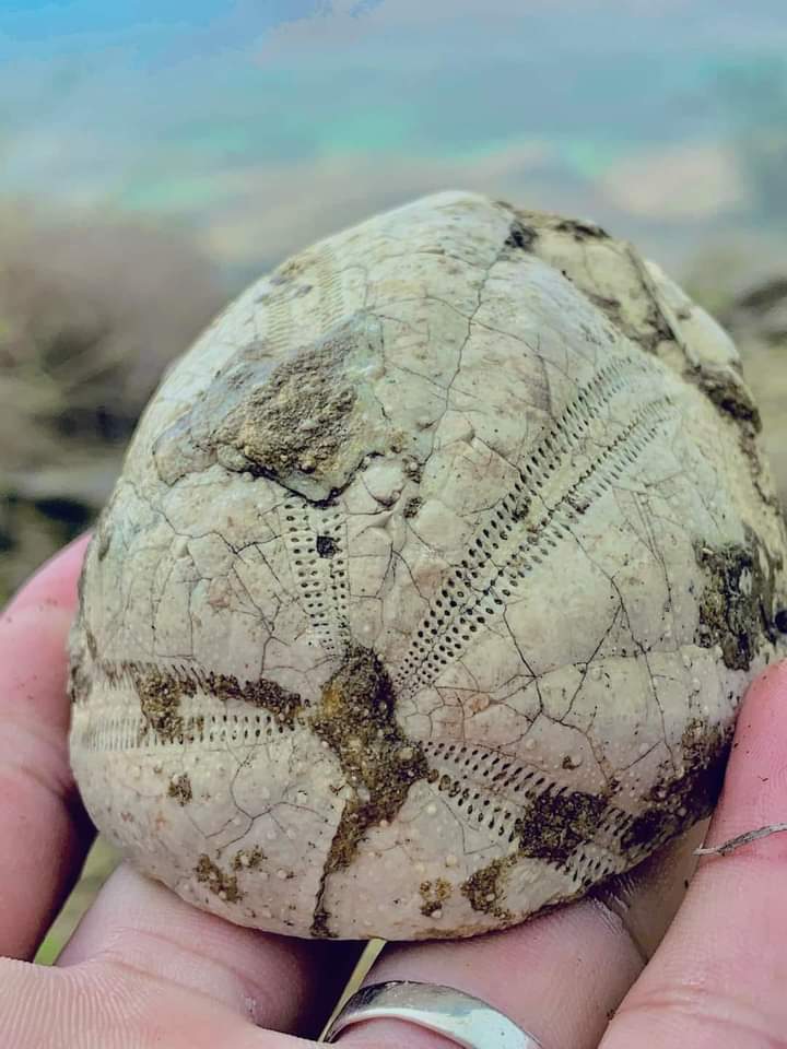 JhonBaloch1's tweet photo. Barkhan Ancient name (Jangja) meaning of Jangja place of battle, meeting of sea creatures and reflection of your eyes. #Barkhan https://t.co/gNtyr3GTTs