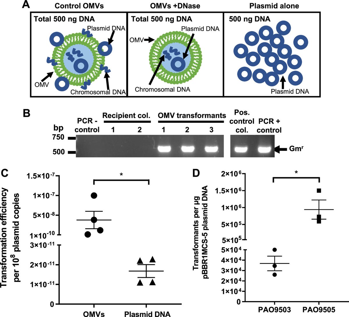 Microbiology Spectrum (@journalspectrum) on Twitter photo Planktonic and biofilm-derived Pseudomonas aeruginosa outer membrane vesicles facilitate horizontal gene transfer of plasmid DNA encoding antibiotic resistance to recipient Pseudomonas bacteria. <a href="/MariaK_Liaskos/">Maria Kaparakis-Liaskos</a> <a href="/MicrobioElla/">Ella Johnston</a> journals.asm.org/doi/10.1128/sp… Planktonic and biofilm-derived Pseudomonas aeruginosa outer membrane vesicles facilitate horizontal gene transfer of plasmid DNA encoding antibiotic resistance to recipient Pseudomonas bacteria. <a href="/MariaK_Liaskos/">Maria Kaparakis-Liaskos</a> <a href="/MicrobioElla/">Ella Johnston</a> journals.asm.org/doi/10.1128/sp…