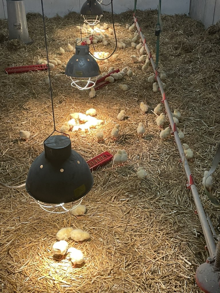 PaulClarkey1's tweet photo. New baby chicks arrived! Still have some in the freezer if you’re interested. 3-5lbs great for the bbq! Retweet’s appreciated! https://t.co/q9aJ4mPAoe