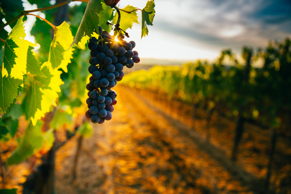 TehamaCountyED's tweet photo. Tehama County’s vineyards and wineries offer rich history and culture while adding a luxuriousness to the rustic side of Tehama County. #AgDay23 https://t.co/uHI1rHJbww  'For more #TehamaCountyNews, click here. https://t.co/i7h6Iwimqc #EconomicDevelopment #tehamacounty https://t.co/lXzlt6bpGn