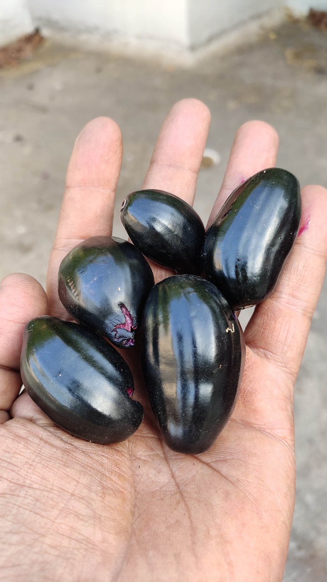 3d_india's tweet photo. Jamun flowers and fresh Jamun to eat, lucky I am π
#50trees #fiftytreesofmumbai #jamun https://t.co/pzWmLQgSr4
