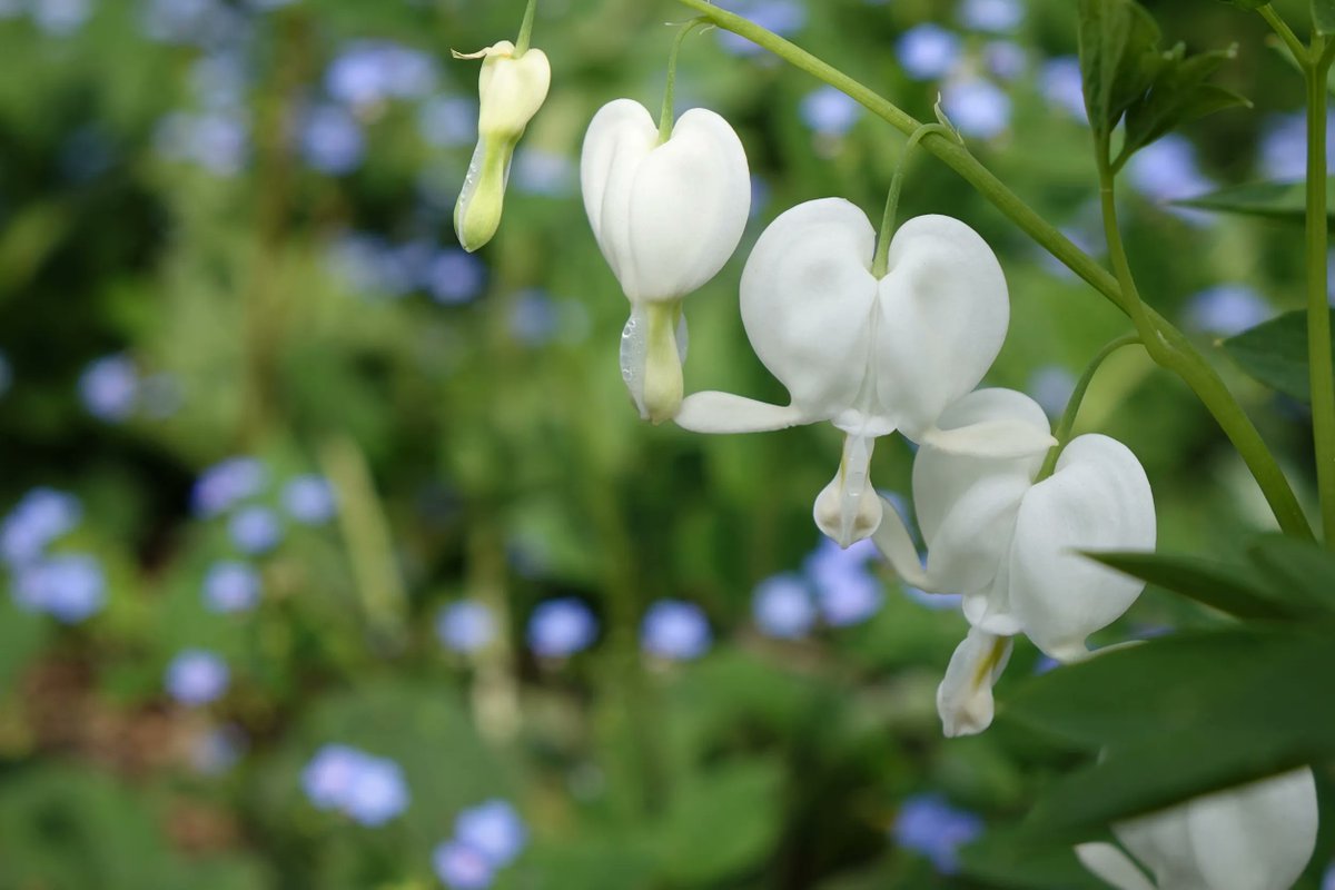 JMMontpelier's tweet photo. Writer and abolitionist Harriet Martineau visited Montpelier in 1835, recalling “It was a sweet day of early spring.”
#SpringInVA #springtime #Spring #SpringHasSprung #quotes https://t.co/yXOoJWmEQD
