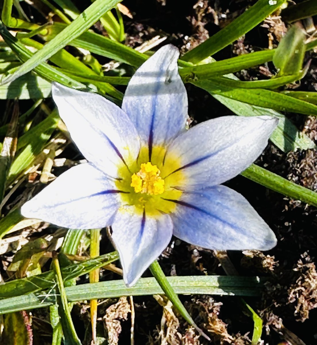 TimTim292's tweet photo. Success today at Dawlish Warren for the Sand Crocus. So many fully open, carpets of them. Had to be careful where to walk. @WarrenBirding @StephMurphy @JoKingDevon @Natures_Voice @wildlife_devon #flowers #sandcrocus #dawlishwarren https://t.co/5ndRsxv8nZ