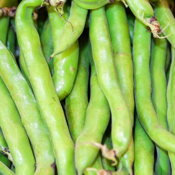 rushtonsgrocer's tweet photo. We've bean thinking it's about time you had some Italian broad beans!
#Rushtons #Rushtonsthechefsgreengrocer #wholesale #catering #hospitality #restaurant #chef #londonsupplier #seasonalproduce #NCGM #italianproduce #broadbeans https://t.co/4fNG1dN9DX